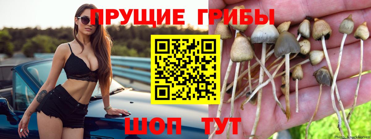 Псилоцибиновые грибы Cubensis  Псилоцибиновые грибы Psilocybine cubensis  Чебаркуль  Вход с VPN 